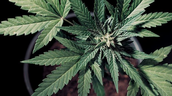 Chanvre et cerveau : comment il favorise neuroplasticité et régénération